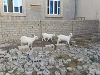 Cabra, Saanen goat — foto 1
