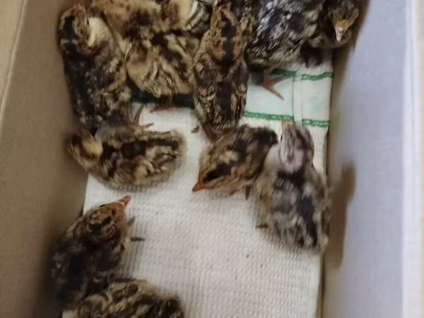 Turkeys