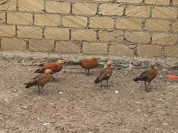 Guinea fowl