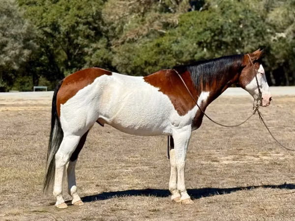ცხენი, American paint horse