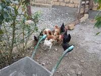 Chickens — zdjęcie 2
