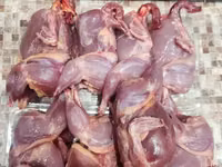 Quails — الصورة 2