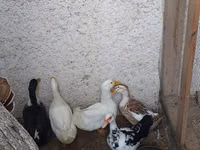 Ducks — foto 1