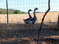 Geese — photo 1