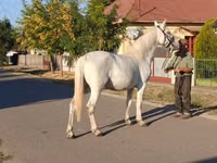 Mare, Horses — photo 3