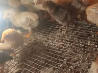 Australorp — foto 6