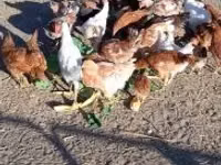 Chickens — الصورة 4