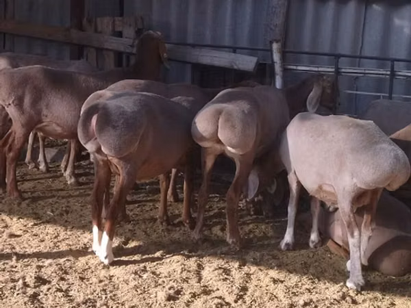 نعجة, Arashan sheep