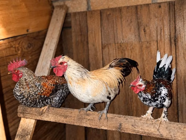 Chickens