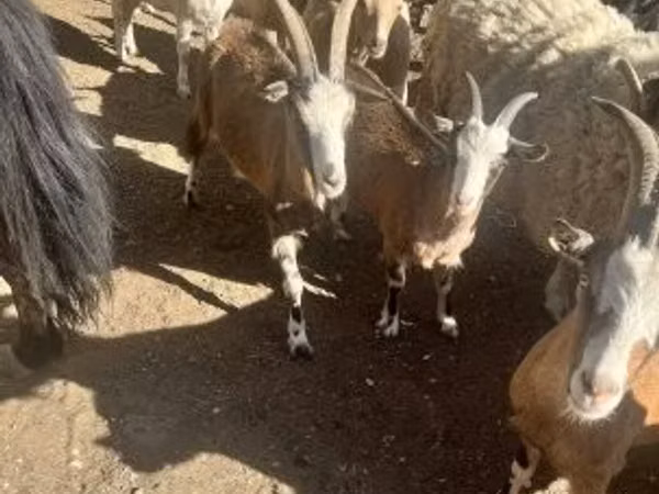 Cabra, Cabras