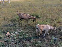 Echki, Alpine goat — 1-rasm