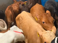 牛（ロット、性別未指定）, Simmental cattle — 写真 3