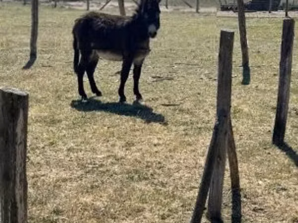 At, Kerry Bog Pony