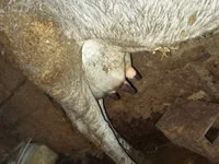 Vache, Bovins — photo 4