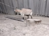 Cabra, Cabras — foto 2