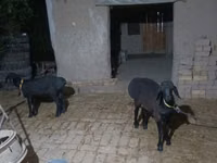 公羊, Sheep — 照片 1