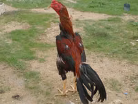 Chickens — الصورة 5