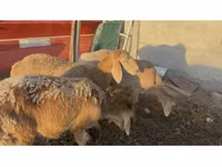 母羊, Arashan sheep — 照片 2