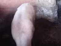 Świnie (partia, płeć nieokreślona) — zdjęcie 1
