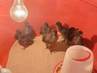 Chickens — foto 6