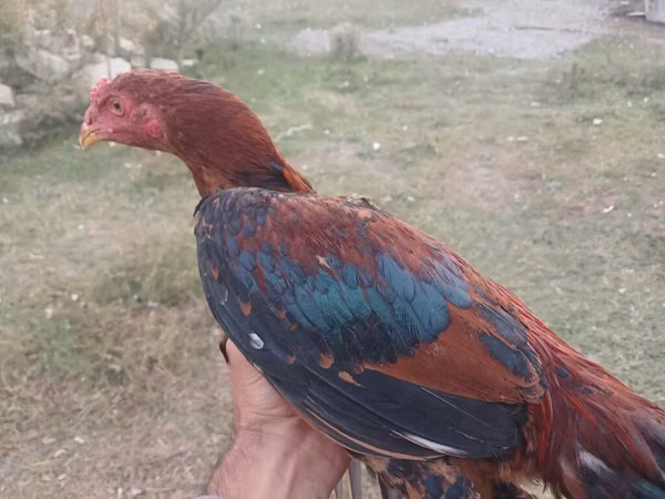 دومينانت