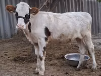 Cow, Brown Latvian — photo 2