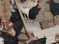 Chickens — 写真 5