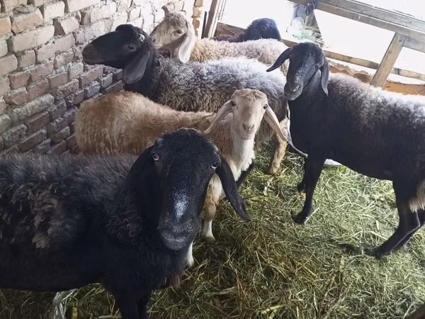 Койлор (партия, жынысы көрсөтүлгөн эмес), Койлор