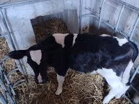 Bull, Holstein breed — photo 1