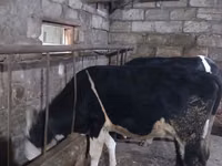 காளை, Russian Black pied cattle — புகைப்படம் 6