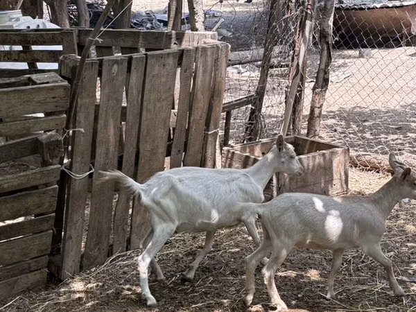 Chèvre, Saanen goat
