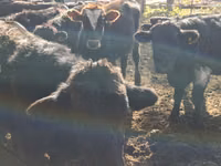 காளை, Swiss cattle — புகைப்படம் 3