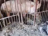नर सूअर — फ़ोटो 2