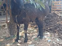 ஆண் ஆடு, ஆடுகள் — புகைப்படம் 7