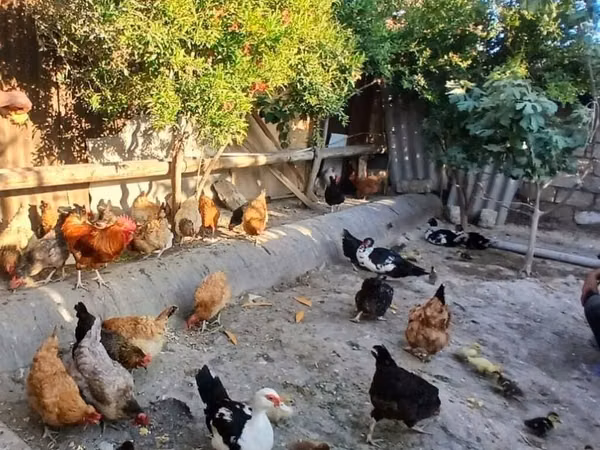 Chickens