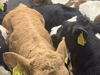 牛只（批次，未指定性别）, Simmental cattle — 照片 6