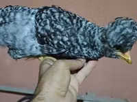 Chickens — புகைப்படம் 1