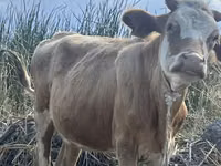 Vache, Bovins — photo 3