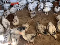 Chickens — الصورة 2