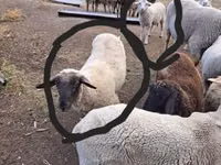 Carneiro, White Suffolk sheep — foto 1