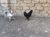 Brahma — Foto 3