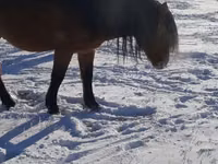 Madyan, Yakutian horse — foto 3