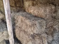 Խոտի տուկ խոտ սարի խոտ — zdjęcie 4