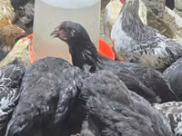 Chickens — foto 7