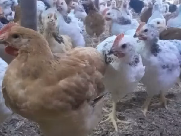 Chickens