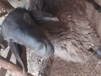 Bélier, Moutons — photo 1