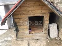 Taxta it evi - Material: qalın taxta karkas, ikiqat qırmızı — 照片 2