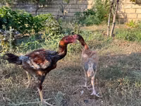 Chickens — foto 2