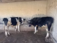 母牛, Holstein breed — 照片 4