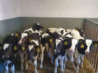 ثور, Russian Black pied cattle — الصورة 2